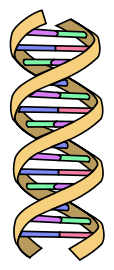 File:DNA simple.svg