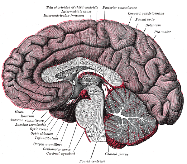 This image has an empty alt attribute; its file name is Corpus-callosum-Grays-Anatomy-public-domain.png